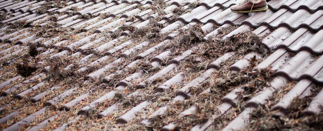 How to Find the Best Roof Cleaning Company